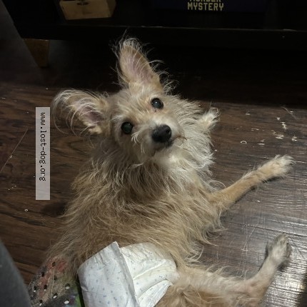 Photo 1/1 toby Dog lost in Ny