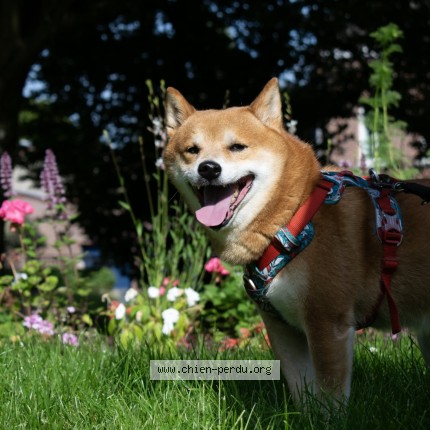 Photo of a dog found in Villeneuve De Marsan