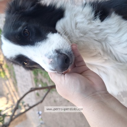 Photo of a dog found in Salta