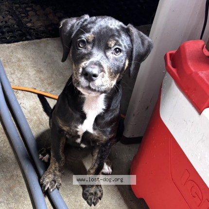 Photo 1/1 Found dog Found in Beaumont