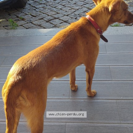 Foto 1/1 Cão encontrado Encontrado em Sobreiro