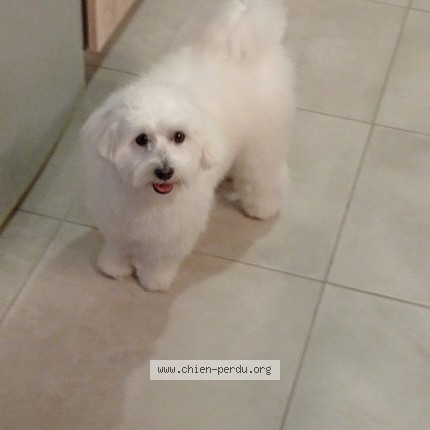 Photo of a dog found in Beauvoir Sur Mer