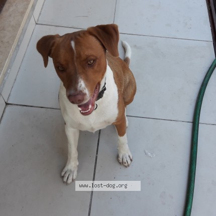 Foto 1/1 Jimmy Cão perdido em Lousa Coimbra