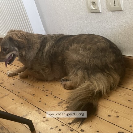 Foto di cane ritrovato a Courcelles Les Montbeliard