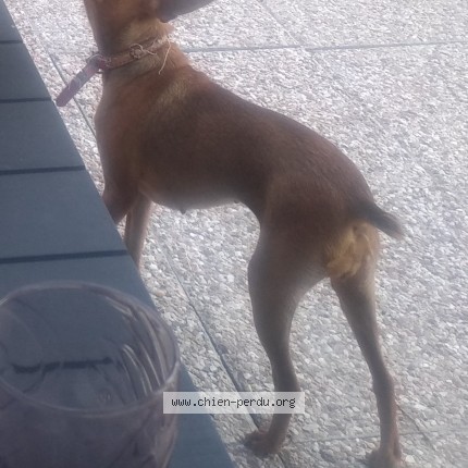 Photo of a dog found in Vic En Bigorre