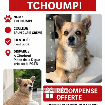 Foto 1/1 Tchoumpi Hond vermist in Charleroi