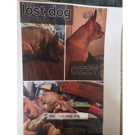 Photo 1/1 ozzy Dog lost in Virginia Beach