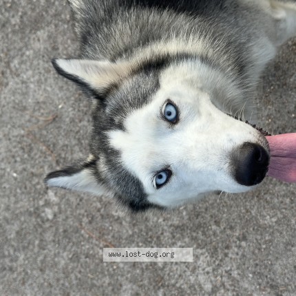 Photo 1/1 Found dog Found in Houston