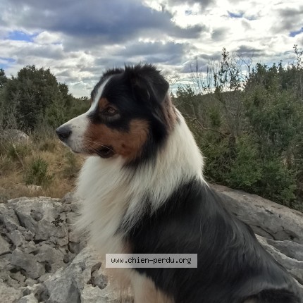 Photo of a dog found in Montceau Les Mines
