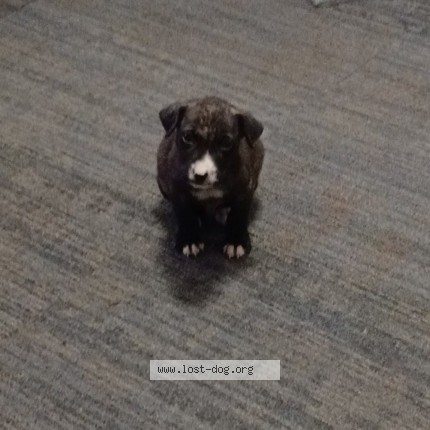 Photo 1/1 Found dog Found in Summerville