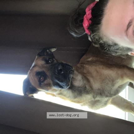 Photo 1/1 zeus Dog lost in Tucson