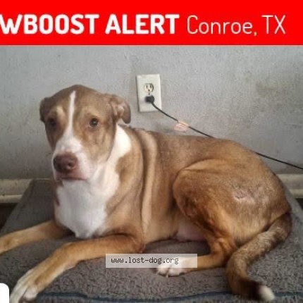 Photo 1/1 Goober Dog lost in Conroe