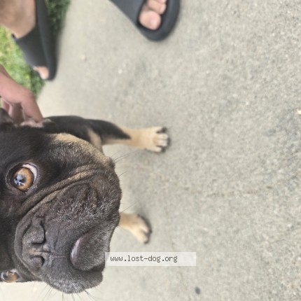 Photo 1/1 Found dog Found in West Athens