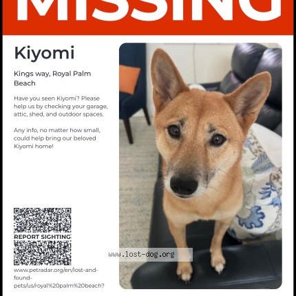 Photo 1/1 kiyomi Dog lost in Royal Palm Beach