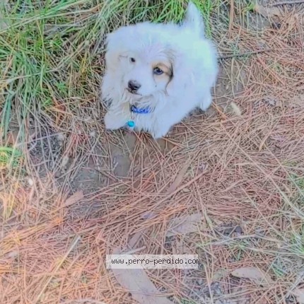 Picture of dog lost at Los Sangeles