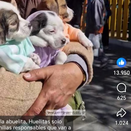 Photo 1/1 Koker Dog lost in Mexuco