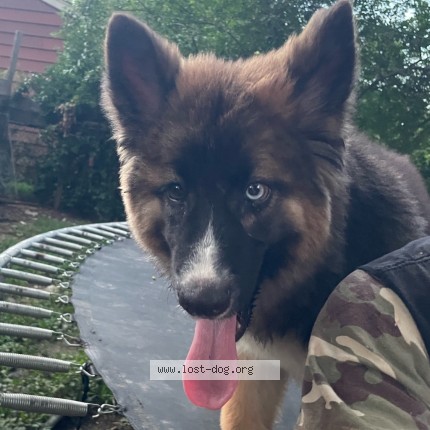 Photo 1/1 zuko Dog lost in Memphis