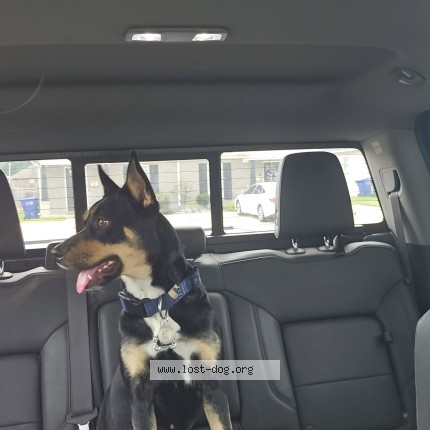 Photo 1/1 Found dog Found in Morrilton
