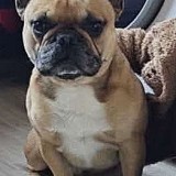 alpha