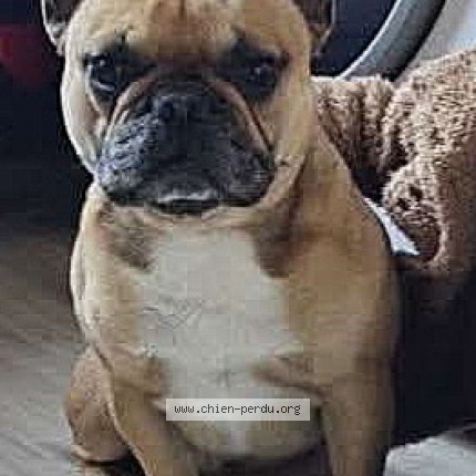 Foto 1/1 alpha Hond vermist in Amay