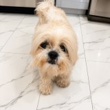 oliver