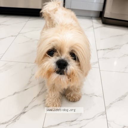 Photo 1/1 oliver Dog lost in Jamaica