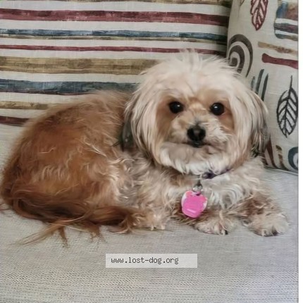 Photo 1/1 biscuit Dog lost in Wimauma