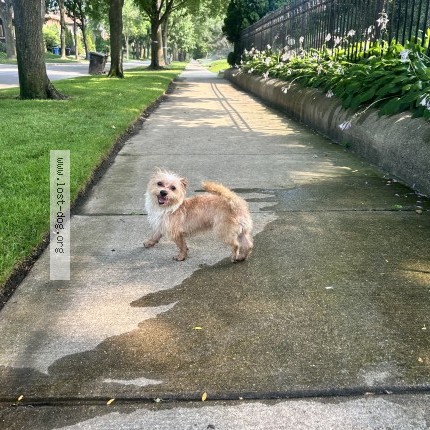 Photo 1/1 Reunited dog Found in Chicago