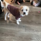 buddy