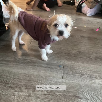 Photo 1/1 buddy Dog lost in Verona