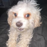 romeo