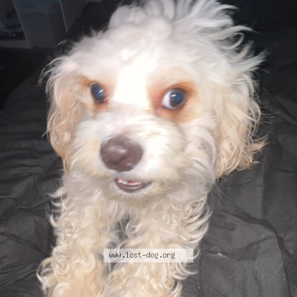 Photo 1/1 romeo Dog lost in Kansas City