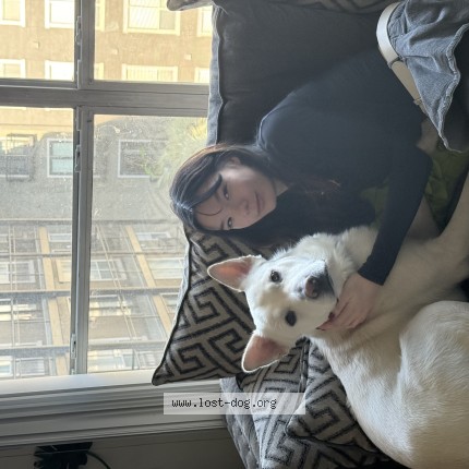 Photo 1/1 Simon Dog lost in Houston