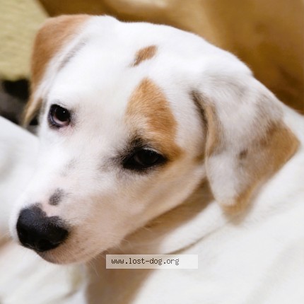 Photo 1/1 Little Foot Dog lost in Hayden