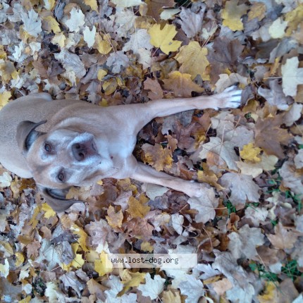 Picture of dog lost at Sussex