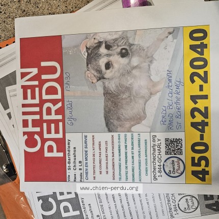 Photo 1/1 fripouille Dog lost in Saint Barth Lemy