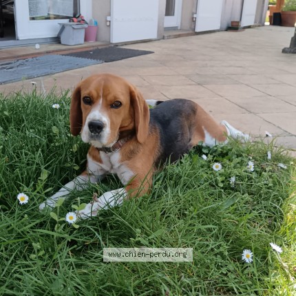 Foto di cane ritrovato a Pessac