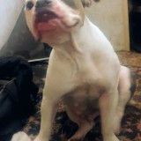 Harley