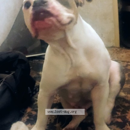 Photo 1/1 Harley Dog lost in Grandview