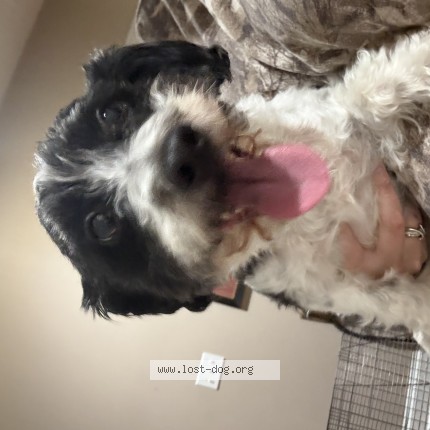 Photo 1/1 Found dog Found in Hampshire