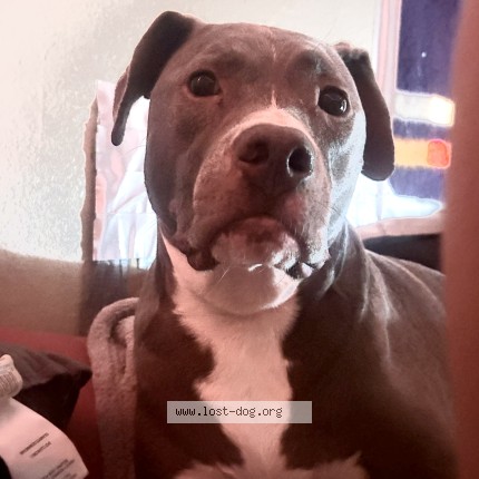 Photo 1/1 Sophie Dog lost in Glendale