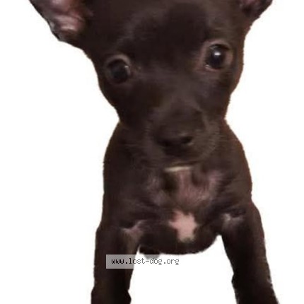 Photo 1/1 kehlani Dog lost in San Jose