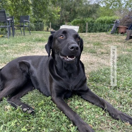 Foto 1/1 Hond teruggevonden Gevonden in Braine L Alleud