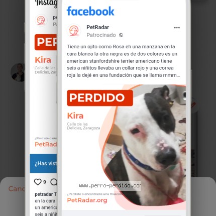 Photo of a dog found in Zaragoza