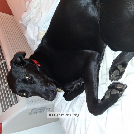 Photo 1/1 Boo Dog lost in Scottsdale