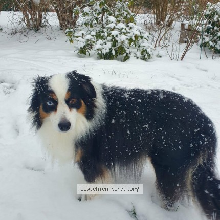 Foto 1/1 Hond teruggevonden Vermist in Xhendelesse