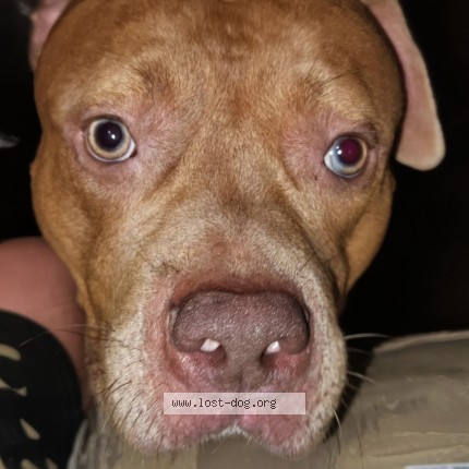 Photo 1/1 Buddyboy Dog lost in Conley