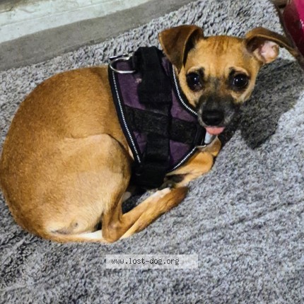 Photo 1/1 Lil bit Dog lost in Houston