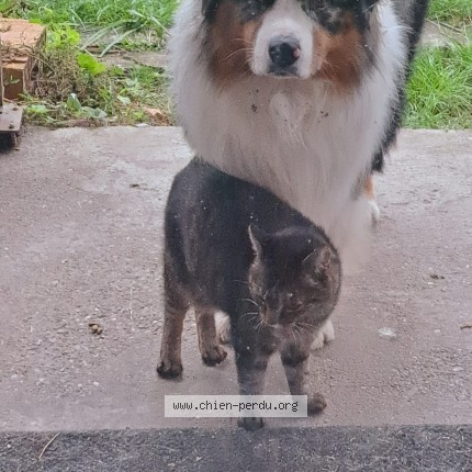 Foto 1/1 Hond teruggevonden Vermist in Wanze