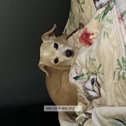 Photo 1/1 Found dog Found in Phoenix